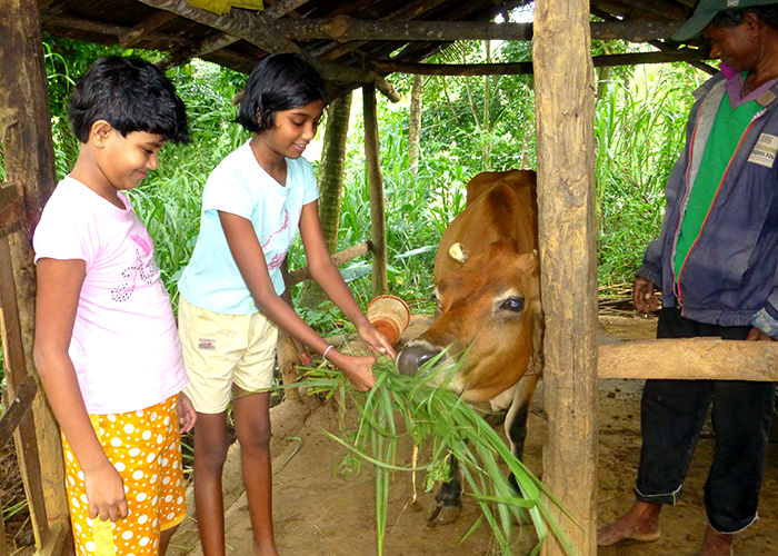 スリランカ持続可能な紅茶づくりを支える
有機農業ボランティアツアー