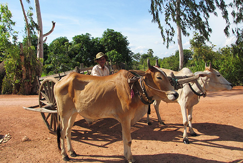 カンボジアの農村の牛車