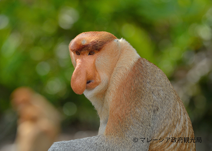 マレーシアボルネオ島　ネイチャー＆シティ・スタディプログラム＜中高校生参加OK！＞