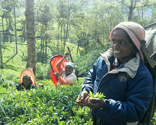 うっちゃんx風舎三千代さんと巡る Ceylon tea ルーツ旅 8日間 イメージ