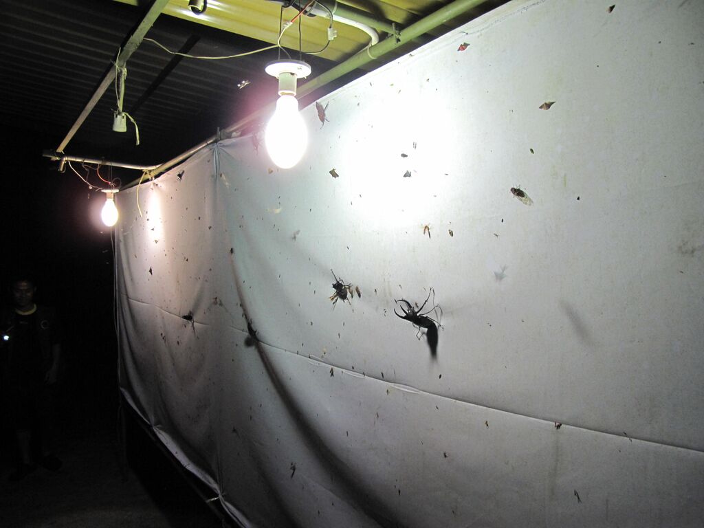 ナイトトラップ体験