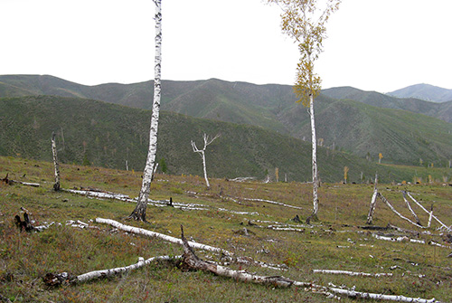 モンゴル砂漠化の原因は「違法伐採」