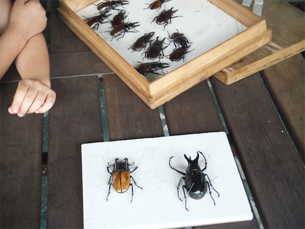 昆虫標本作り体験が可能！